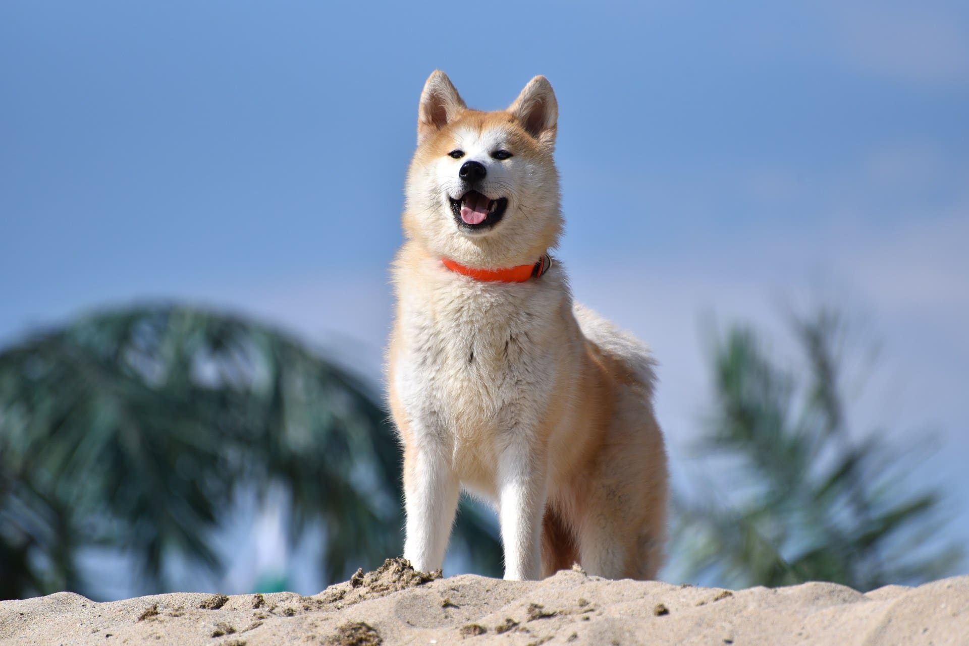 SHIB Goes Live on Solana Through Sunrise Gateway - Hashtag Web3 article cover